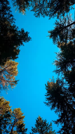 blue sky through tree canopy
