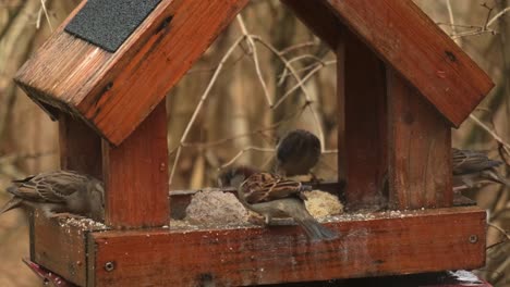 many house sparrow birds eating seeds and fat grains at the bird feeder during winter season 4k