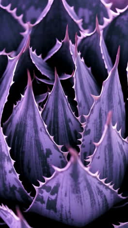 close-up of purple agave succulent