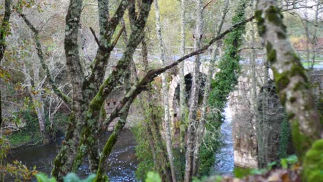 Pan-A-Través-Del-Puente-Romano-De-Lumeares,-Celanova,-Ourense-España,-Detrás-De-árboles-Cubiertos-De-Musgo