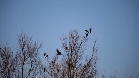 Ein-Schwarm-Krähen,-Schwarzer-Vogel,-Trockener-Baum
