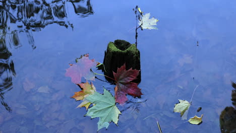 Slow-motion-of-slowly-falling-autumn-leaf-and-piece-of-rotten-wood-sticks-out-of-a-pond-surrounded-by-yellow-autumn-leaves-in-a-park-in-autumn