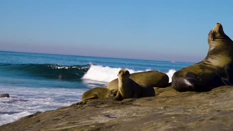 Seal-pup-with-mom-looking-at-camera-on-nice-day-birds-in-sky