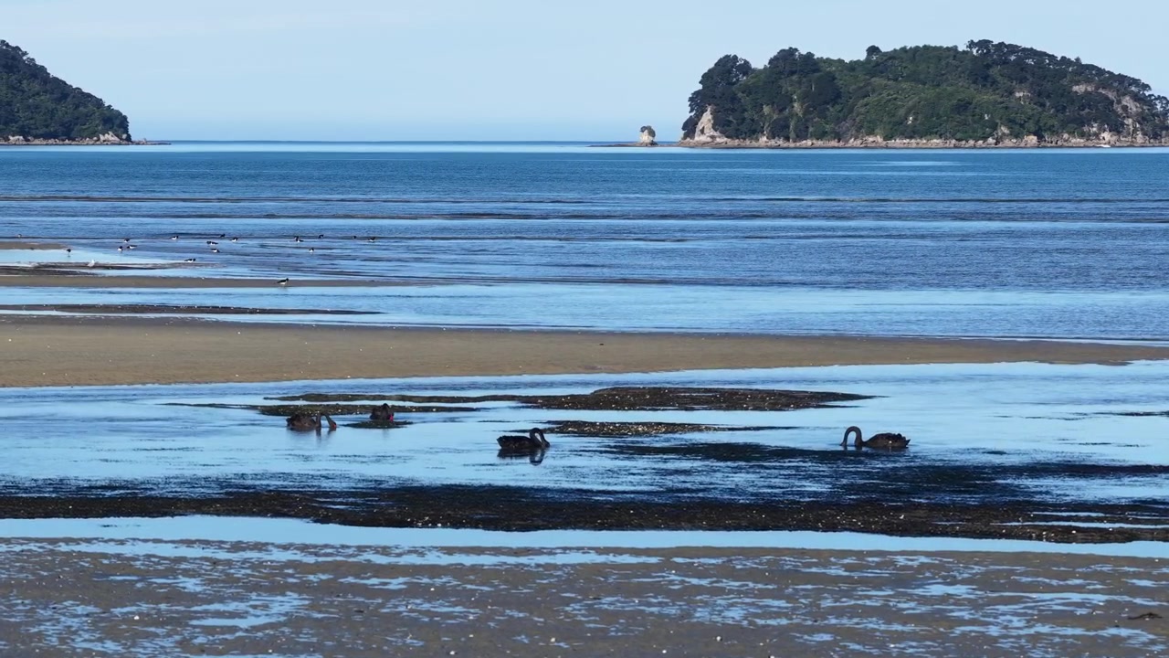 Dorongan drone perlahan menuju angsa hitam yang mencari makan di dataran pasang surut di Pulau Selatan Selandia Baru, pemandangan alam liar, pesisir, dan damai