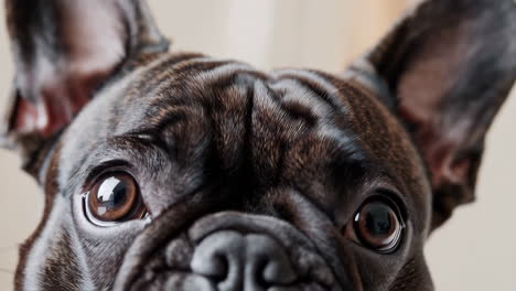 close-up of a brindle french bulldog's face