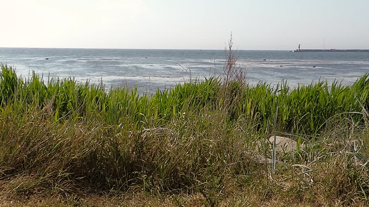 스웨덴 외레순 해안선