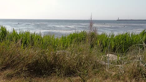 swedish oresund coastline