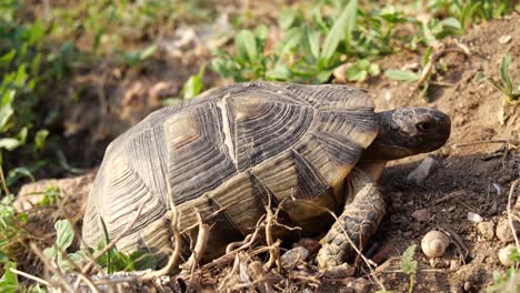 slow turtle on dry land, climbing up a hill in athens greece