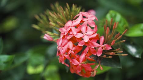 red jungle geranium flower in a light breeze among lush greenery