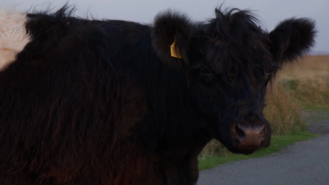 Primo piano di bovini Belted Galloway nella fattoria a Dartmoor, Inghilterra, Regno Unito