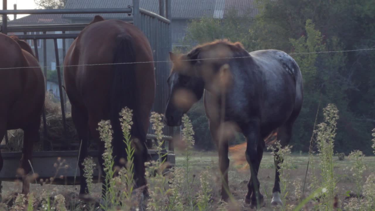 caballos comiendo heno en un campo