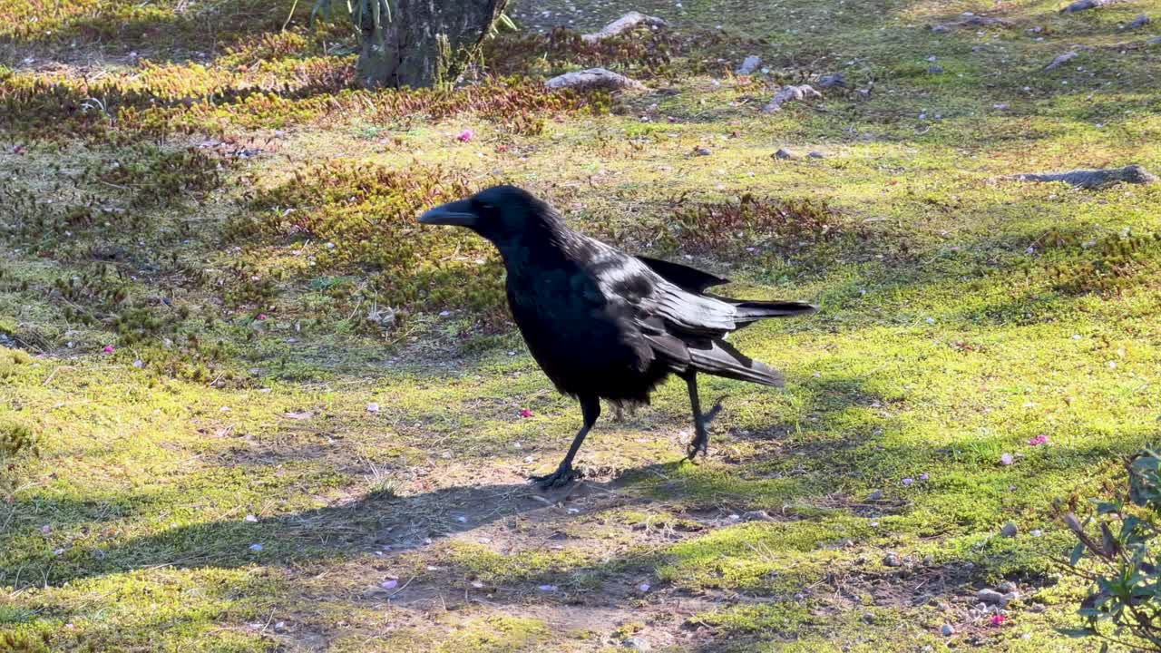 Een zwarte kraai loopt over grasland in fel zonlicht, op zoek naar voedsel in Japan.