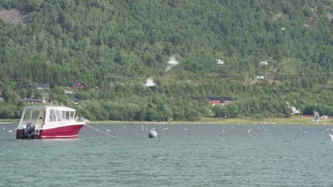 Barco-Y-Bandada-De-Gaviotas-Pescando-En-El-Océano