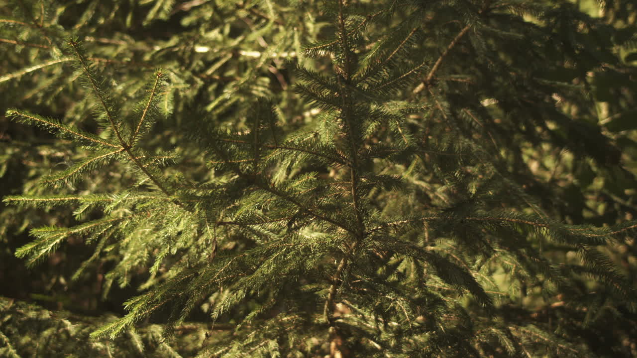 Beautiful tracking shot beneath green fir tree in forest, reveal