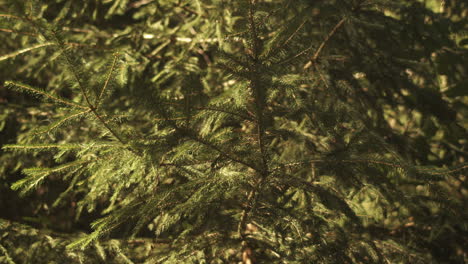 Beautiful-tracking-shot-beneath-green-fir-tree-in-forest,-reveal