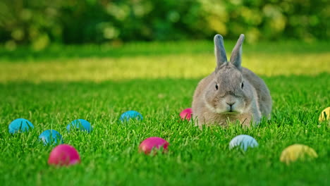 easter bunny in a garden