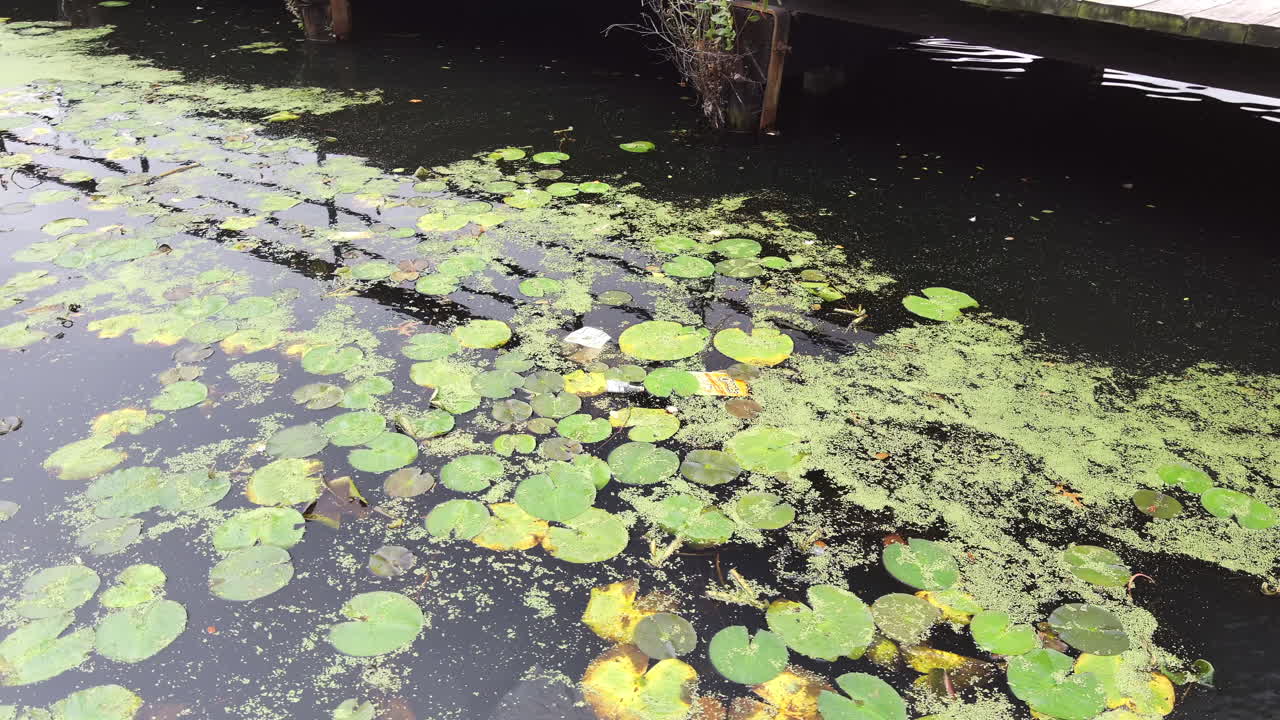 떠다니는 쓰레기가 있는 작은 수련 패드로 둘러싸인 연못에 반사