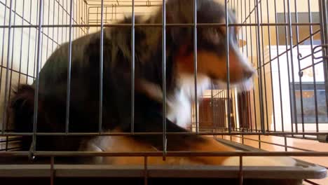 australian shepherd opens kennel door and goes in