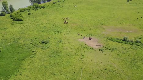 Aerial-Flying-in-highlands-over-the-forest-and-field-View-of-the-pasture-where-livestock-horses-and-cows-graze