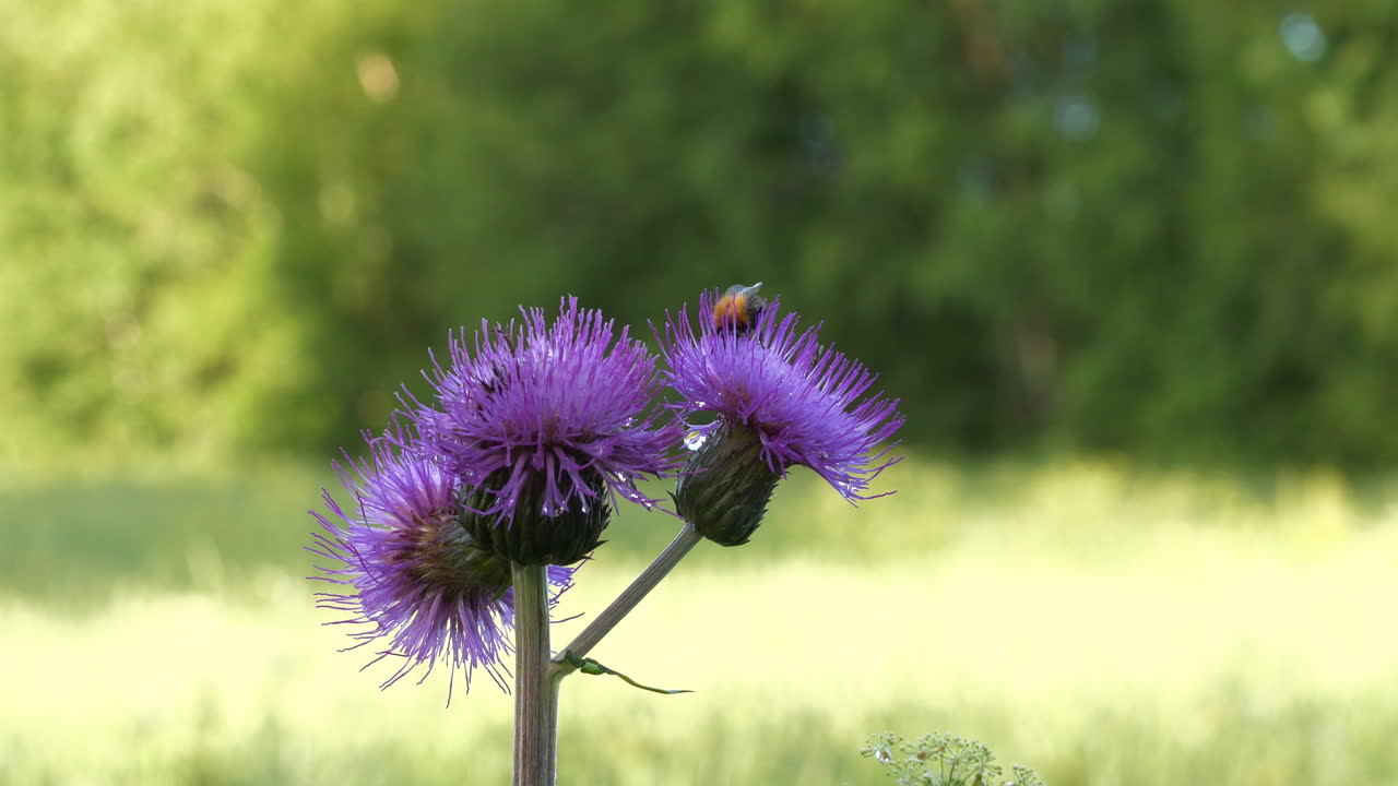 primer plano macro de abejorros en flor morada en campo verde borroso