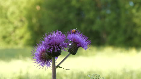 macro close up of bumble bee on purple flower on green blurry field