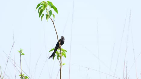 un pájaro drongo se sienta solo en una rama de hojas verdes, limpiándose contra un cielo azul