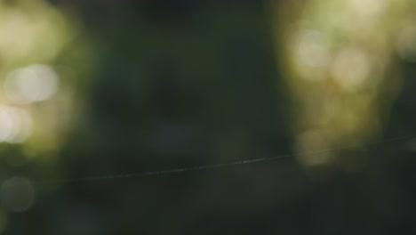 Single-spider-web-silk-string-thread-shining-in-wind-on-green-bokeh-background