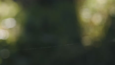 hilo de seda de tela de araña único que brilla en el viento sobre fondo verde bokeh