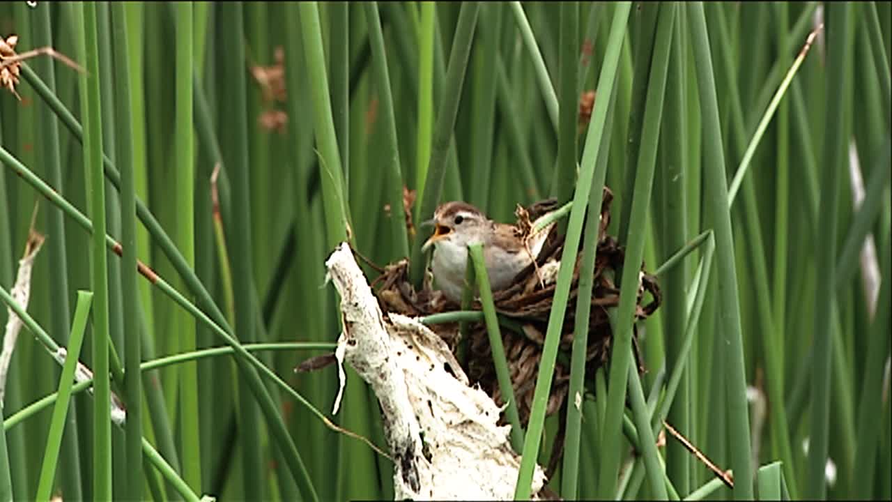juncia wren (cistothorus platensis) encaramado en el nido de malezas altas 2013