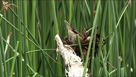 Seggenzaunkönig-(Cistothorus-Platensis)-Thront-Im-Nest-Auf-Hohem-Unkraut-2013