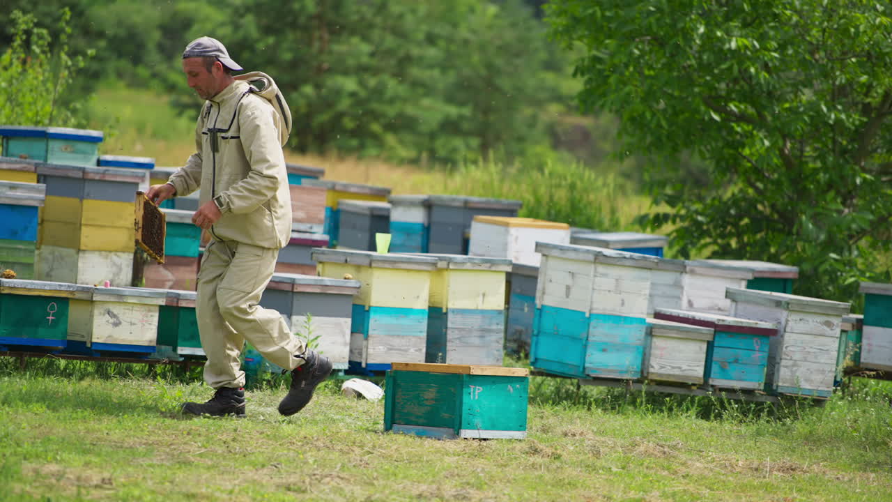 Beekeeper takes the wax frame out of beehive. Man steps aside and shakes the bee brood from the frame off. Nature background.