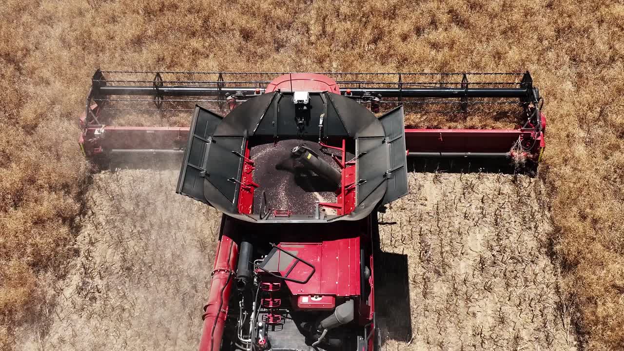 adentrarse en el mundo de las máquinas de vanguardia durante una operación de cosecha de canola a gran escala