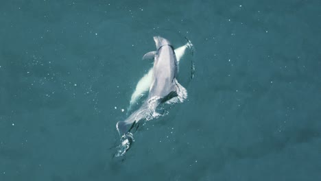 una increíble foto de delfines jugando en un hermoso agua verde azulado en un lugar para acampar en santa mónica, los ángeles, california