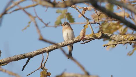 el pájaro brambling en la migración de otoño sentado en el fondo azul de alimentación de árboles