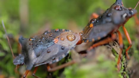 Die-Waldwanze-Oder-Rotbeinige-Schildwanze-(Pentatoma-Rufipes)-Ist-Eine-Art-Der-Schildwanze-Aus-Der-Familie-Der-Pentatomidae,-Die-In-Den-Meisten-Teilen-Europas-Häufig-Vorkommt.-Es-Bewohnt-Wälder,-Wälder,-Obstgärten-Und-Gärten