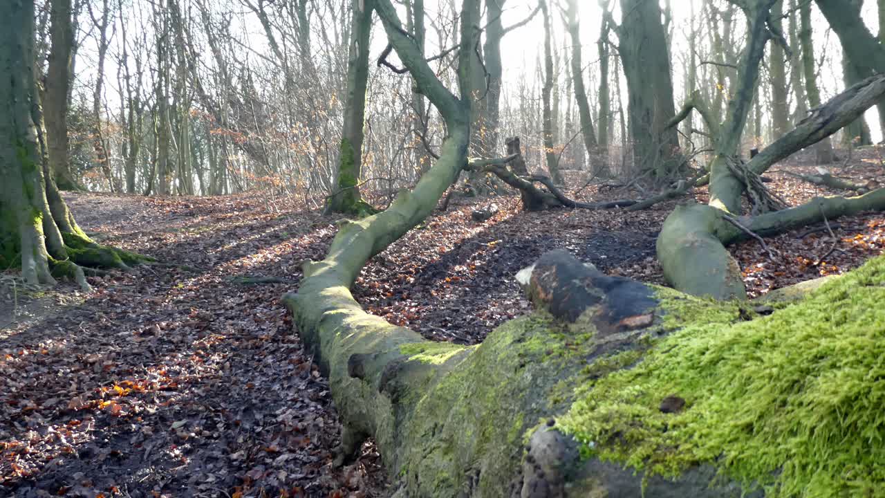 los troncos de los árboles del bosque cubierto de musgo, dolly justo cerca del tronco de musgo de otoño
