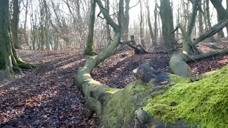 mossy woodland forest tree trunks, dolly right close to autumn moss trunk