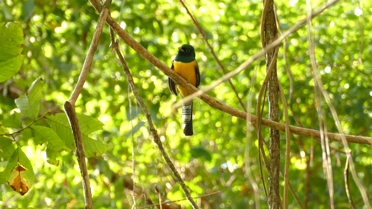 hermoso pájaro tropical trogon ligado en la copa de los árboles de la selva panameña, primer plano
