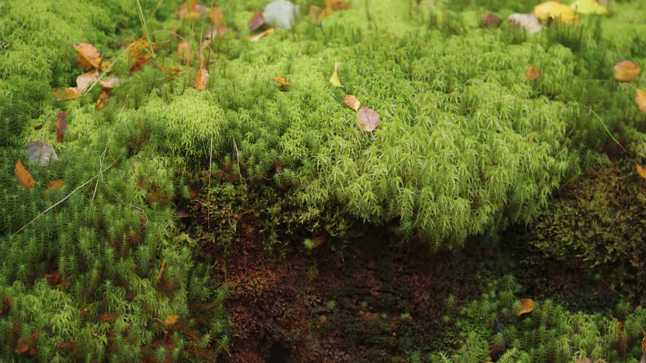 Una vista dettagliata di muschio verde vibrante che copre il suolo della foresta, con alcune foglie autunnali cadute sparse sopra.