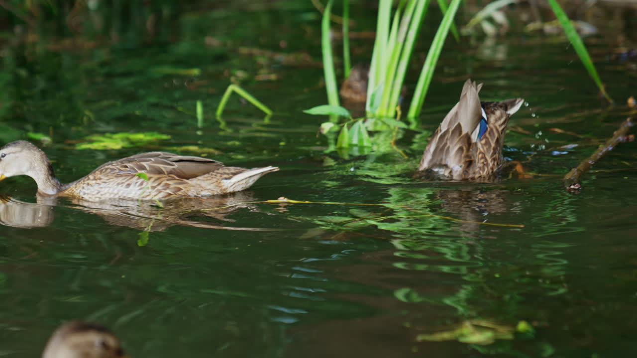 A few mallards swimming on the river. One duck dives into water to get some duckweed. Blurred backdrop.