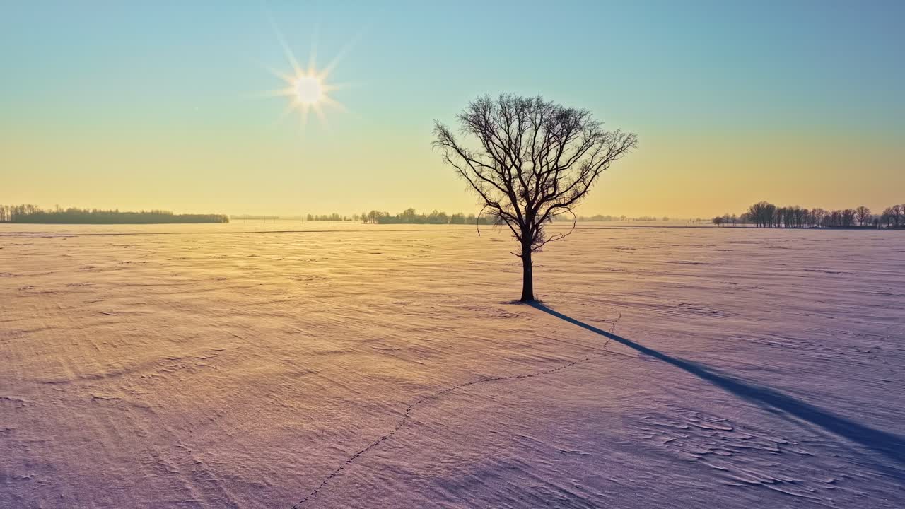 Et ensomt, nøgent træ står på en snedækket mark ved solopgang og kaster en lang skygge hen over det frosne landbrugsland under en klar, blå vinterhimmel