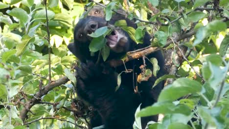 Cerca-De-Oso-Negro-Masticando-Una-Rama-En-Busca-De-Manzanas-De-Un-árbol-De-Manzanas-En-La-Isla-De-Vancouver-BC-Canadá