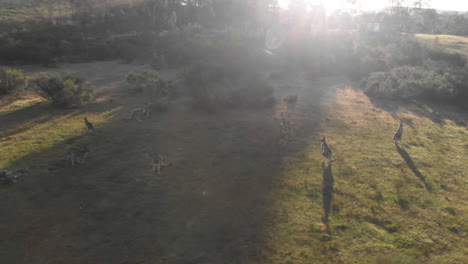 aerial rotation around herd of standing kangaroos