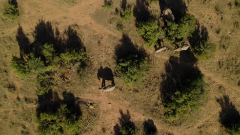 Static-aerial-top-down-view-of-four-elephants-eating-from-trees-in-the-wild-at-sunset-time