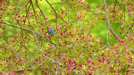 an indigo bunting feeds on seeds in a pink blossoming tree.