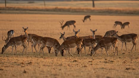 A large herd of deer grazing in a golden field during sunset