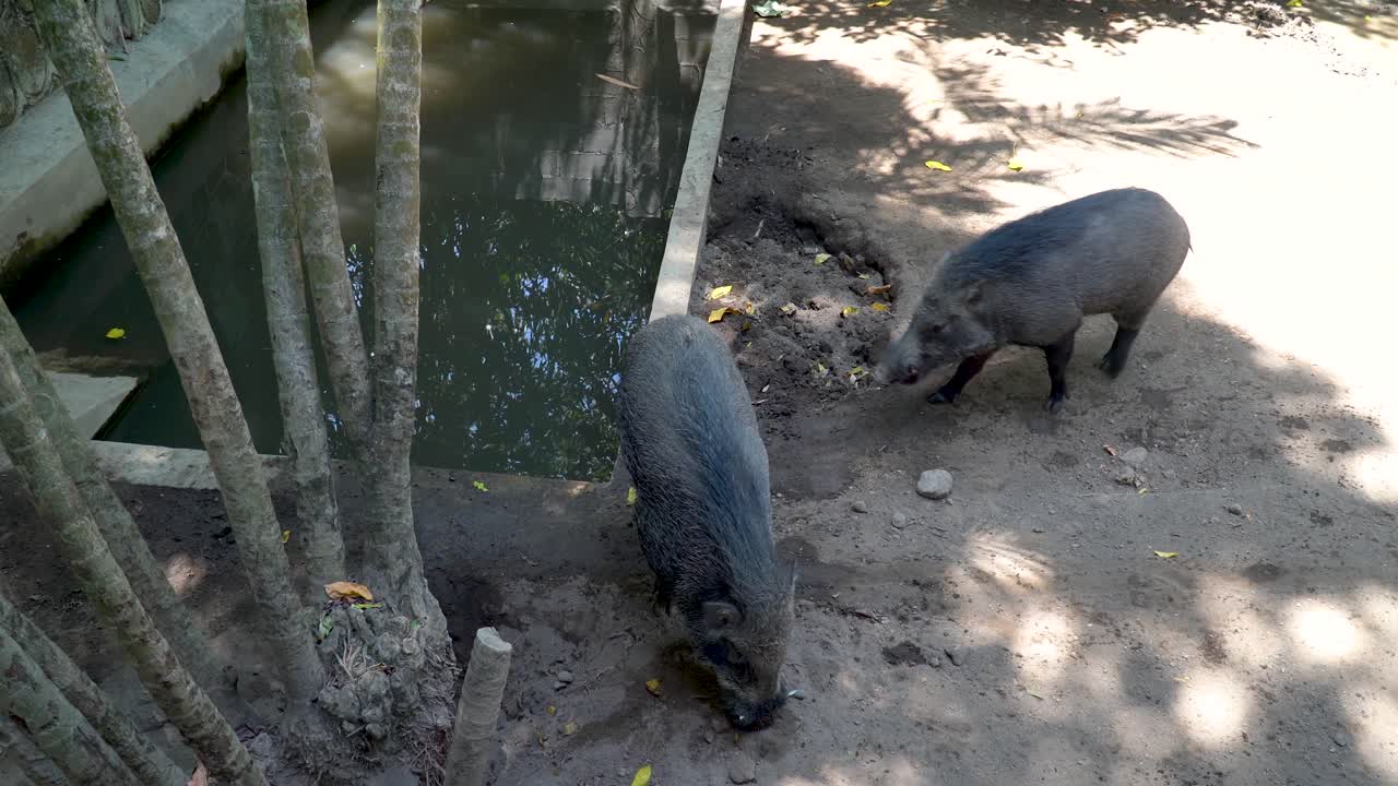 Due cinghiali nello zoo di Gembira Loka, ripresa a mano libera