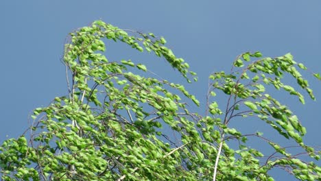 wind bends a tree branch 4k