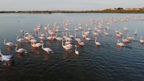 Bandada-De-Flamencos-Rosas-Vadeando-En-Aguas-Costeras,-Sicilia-Italia,-Vista-Aérea