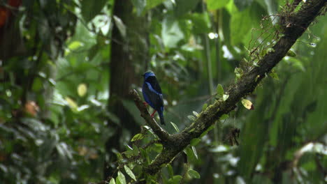 honeycreeper de patas rojas macho y hembra en la rama mientras llueve mucho